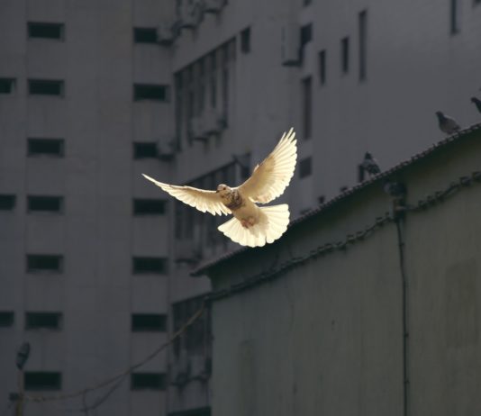 Pacifismo e nonviolenza nella storia pentecostale