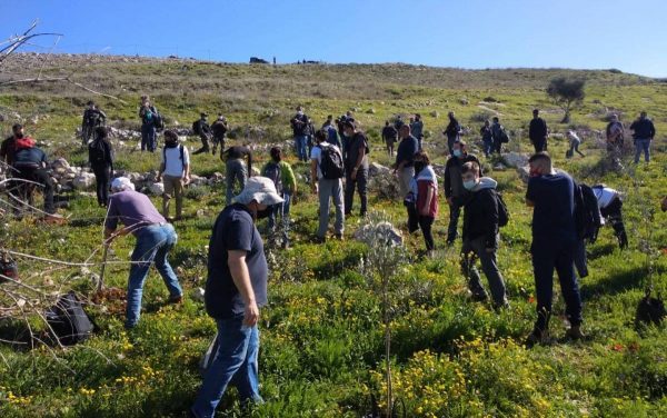 Capodanno degli alberi. Volontari ebrei piantano ulivi per la pace in Palestina